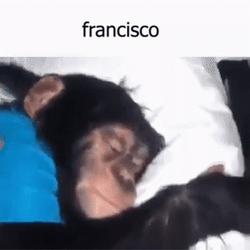 Francisco Monkey Waking Up GIF