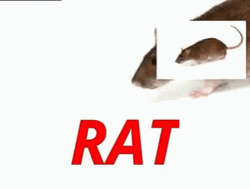 Frantically Spinning Rats Animation GIF