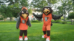 Freddie And Frieda The Falcon Flying GIF
