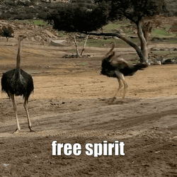 Free Spirited Ostrich Just Do Spinning GIF
