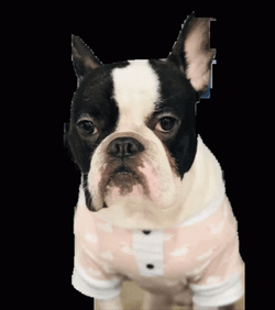 French Bulldog Angry Triggered GIF