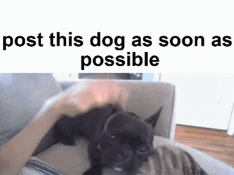 French Bulldog Cute Pet Asap GIF