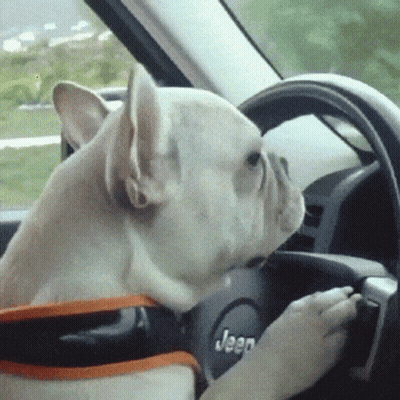 French Bulldog Driving Jeep GIF