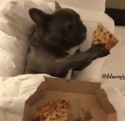French Bulldog Eating Pizza Slice GIF
