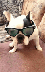 French Bulldog Fashion Stare Sunglasses  GIF
