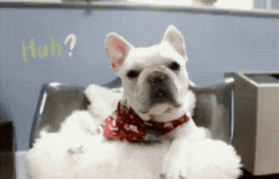 French Bulldog In Red And White Scarf Sitting On Chair Saying Huh GIF