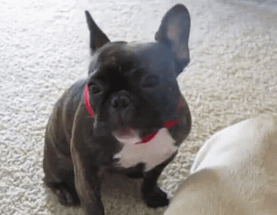 French Bulldog In Red Collar Sitting On Carpet GIF