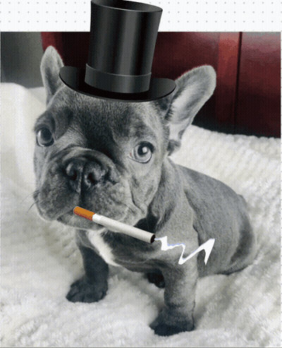 French Bulldog In Top Hat Holding Cigarette GIF