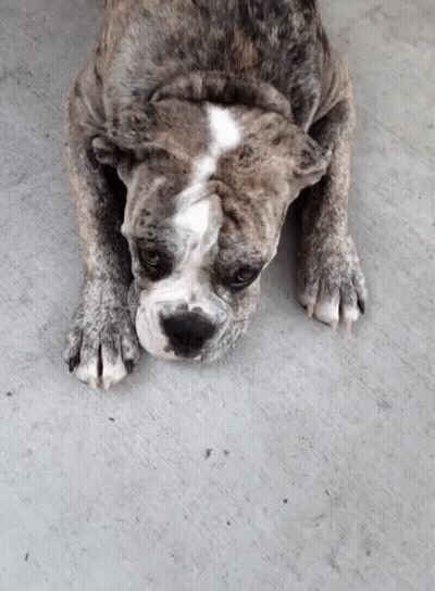 French Bulldog In Winnie The Pooh Costume Running GIF