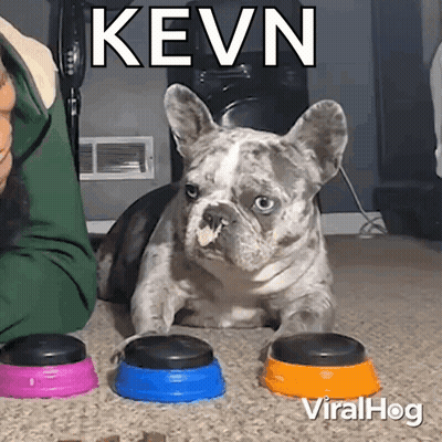 French Bulldog Laying Beside Three Bowls Of Food And Person GIF