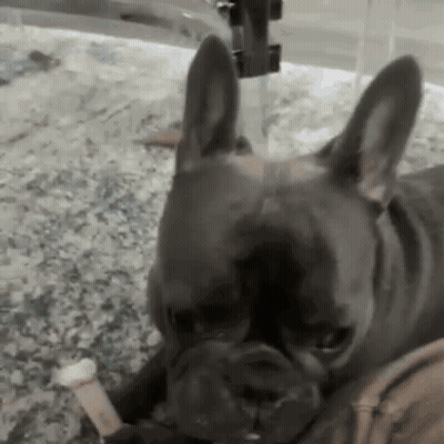 French Bulldog Laying On Counter With Bone GIF