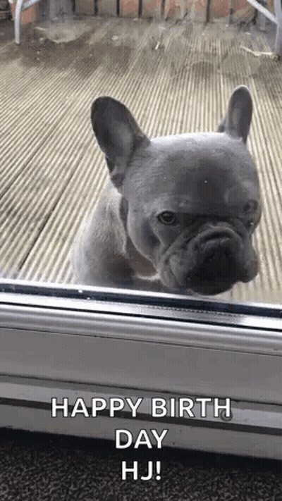 French Bulldog Looking Out Window GIF