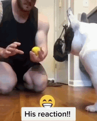 French Bulldog Play Magic Trick GIF