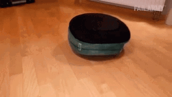 French Bulldog Play Time GIF