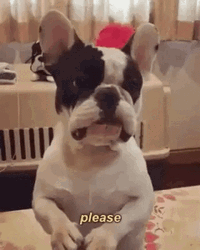 French Bulldog Please GIF