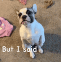 French Bulldog Please I Said GIF