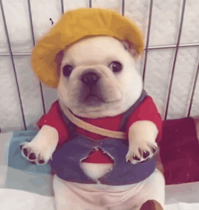 French Bulldog Puppy In Yellow Hat And Overalls GIF