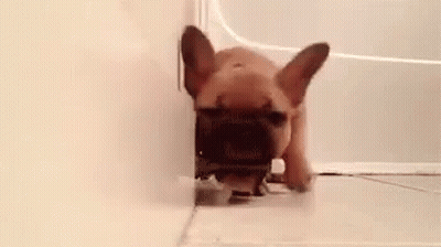 French Bulldog Puppy Playing With Toothbrush GIF