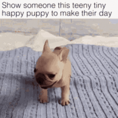 French Bulldog Puppy Walking On Blanket GIF