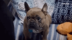 French Bulldog Serious Stare GIF