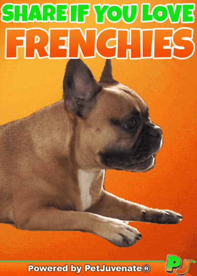 French Bulldog Share If You Love Frenchies GIF