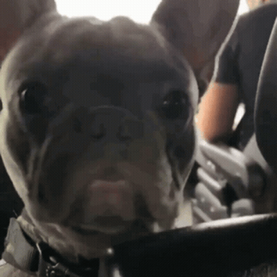 French Bulldog Sitting In Car GIF