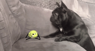 French Bulldog Sitting On Blue And White Rug Looking Up GIF