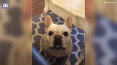 French Bulldog Sitting On Blue And White Rug Looking Up GIF