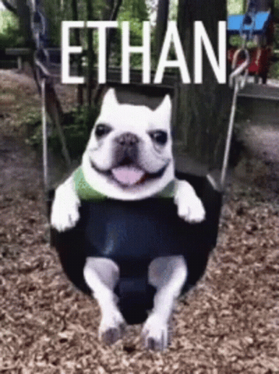 French Bulldog Sitting On Swing Ethan GIF