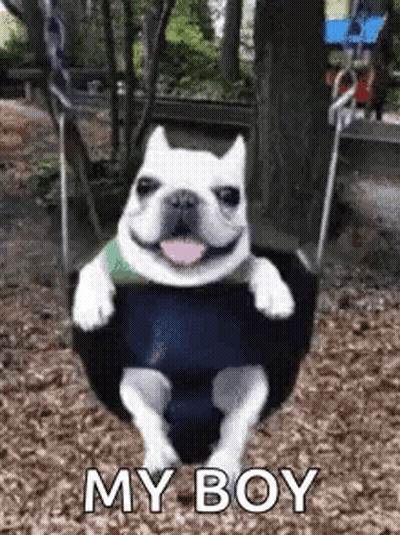 French Bulldog Sitting On Swing Smiling GIF