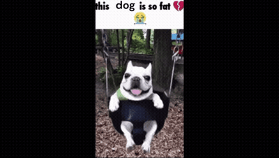 French Bulldog Sitting On Swing With Ball GIF