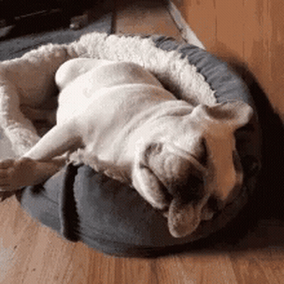 French Bulldog Sleeping In Bed GIF