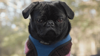 French Bulldog Standing On Hind Legs GIF