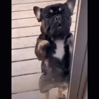 French Bulldog Standing On Hind Legs GIF