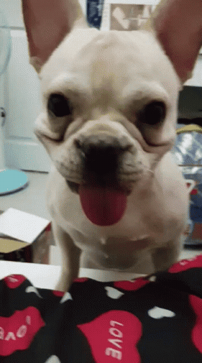 French Bulldog Tongue Out On Love Pillow GIF