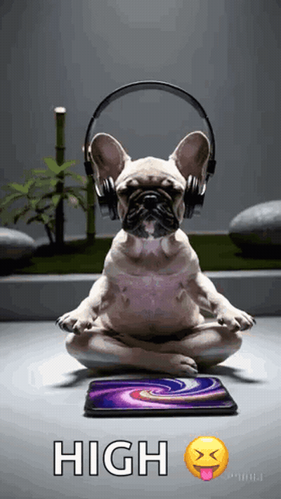 French Bulldog Wearing Headphones In Lotus Position Next To Phone GIF
