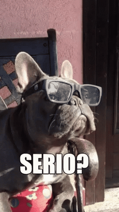 French Bulldog Wearing Sunglasses With Serio GIF