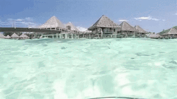 French Polynesia Bora Bora Underwater GIF