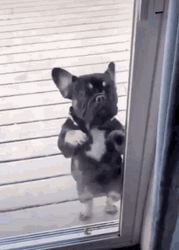 Frenchie Dog Funny Door Knock