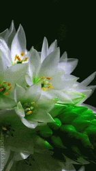 Fresh Beautiful Flowers Blooming GIF