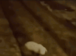 Fresno Nightcrawler Scary Half Body Running GIF