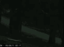 Fresno Nightcrawler White Shadows CCTV Captured GIF