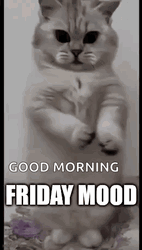Friday Cat Mood Dance GIF