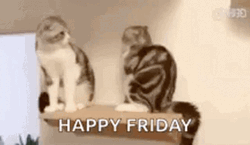 Friday Cat Pushing Another Cat GIF