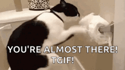 Friday Cat Scratching Toilet Paper GIF