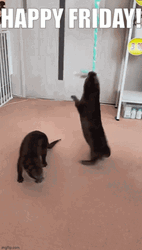 Friday Cat Spinning In A Rope GIF