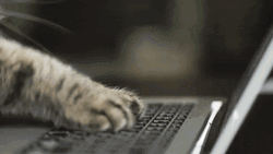 Friday Cat Typing GIF