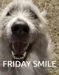 Friday Funny Smile GIF