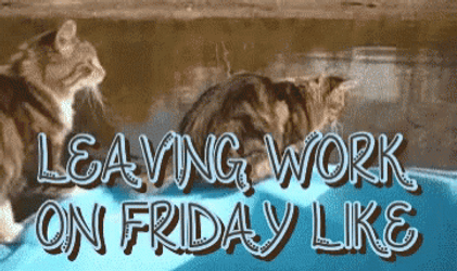 Friday Work Meme Cat Jumping Into Water GIF