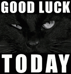 Friday13 Black Cat Good Luck GIF